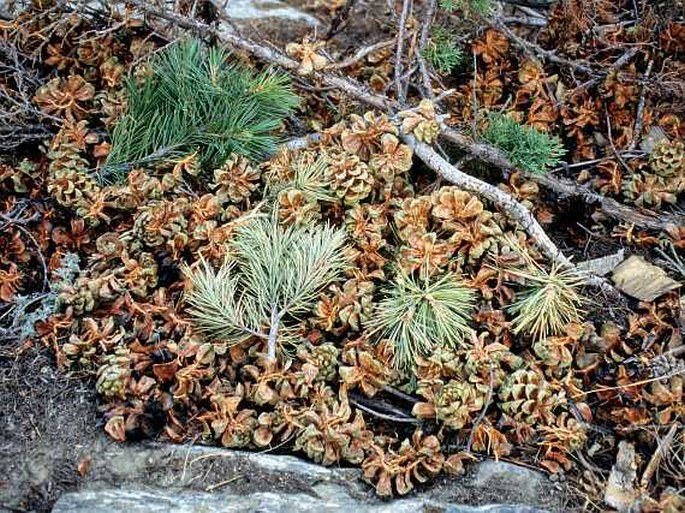 Pinus gerardiana