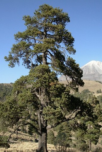 Pinus hartwegii