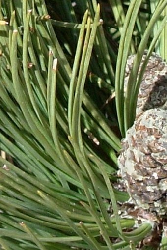 Pinus hartwegii