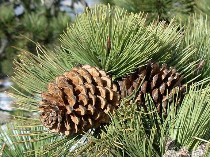 Pinus hartwegii