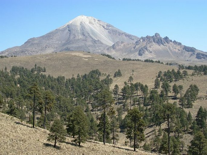 Pinus hartwegii