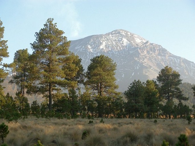 PINUS HARTWEGII Lindl. – borovice Hartwegova / borovica