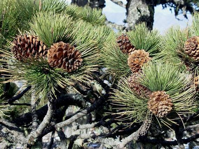 Pinus hartwegii