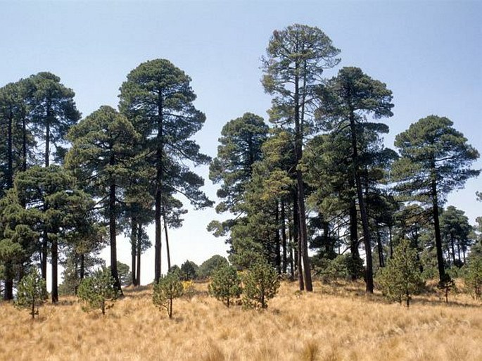 Pinus hartwegii