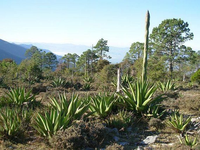 Pinus hartwegii