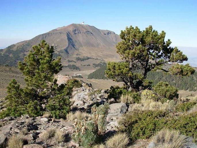 Pinus hartwegii