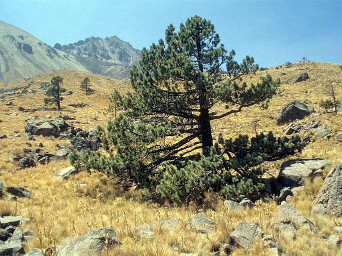 Pinus hartwegii