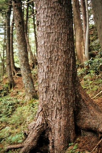 Pinus koraiensis