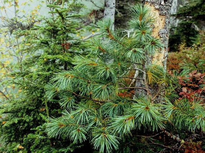 Pinus koraiensis