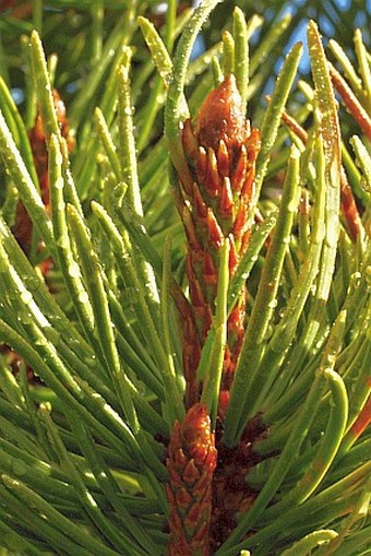 Pinus contorta subsp. latifolia