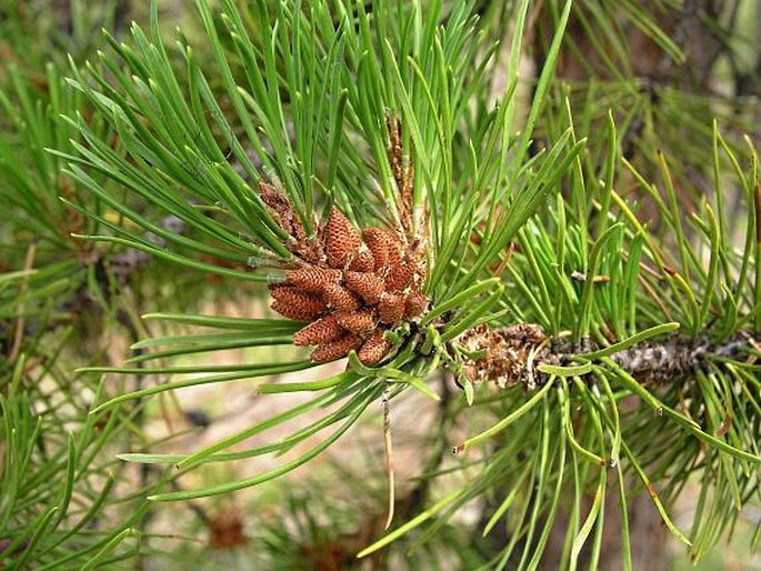 Pinus contorta subsp. latifolia