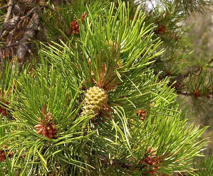 Pinus contorta subsp. latifolia