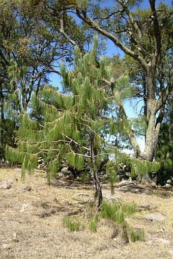 Pinus lumholtzii