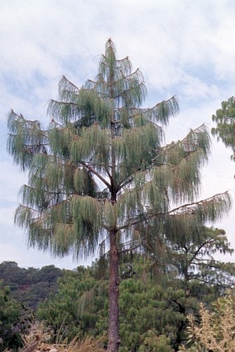 Pinus lumholtzii