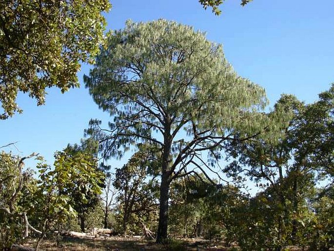 Pinus lumholtzii