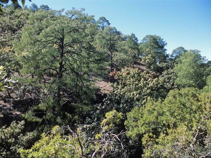 Pinus lumholtzii