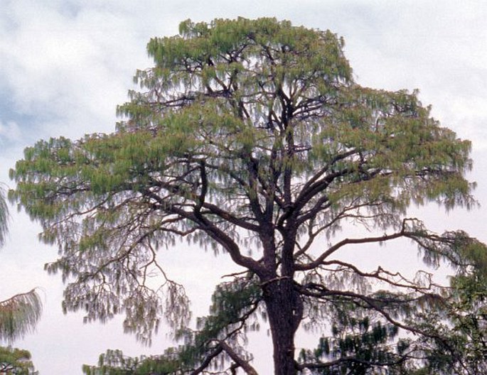 PINUS LUMHOLTZII B. L. Rob. et Fernald – borovice Lumholtzova / borovica