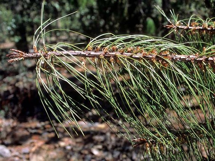 Pinus lumholtzii