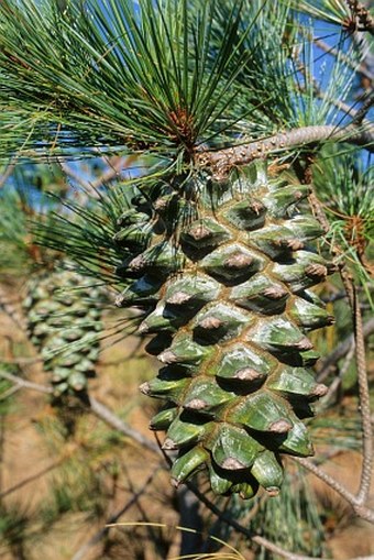 Pinus maximartinezii