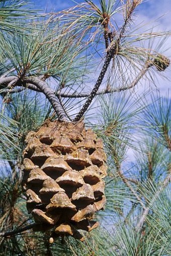 Pinus maximartinezii