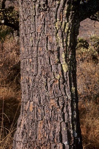 Pinus maximartinezii