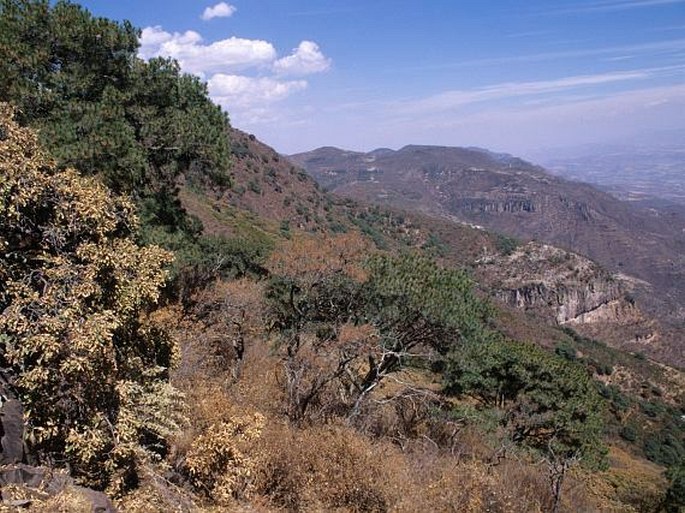 Pinus maximartinezii