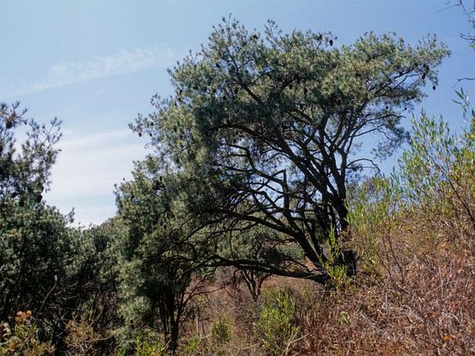 Pinus maximartinezii