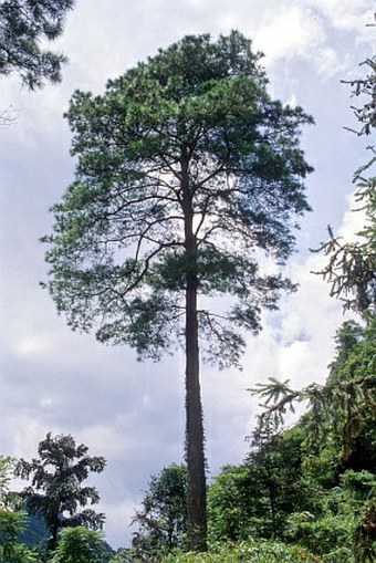 Pinus massoniana