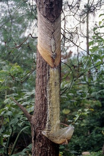 Pinus massoniana