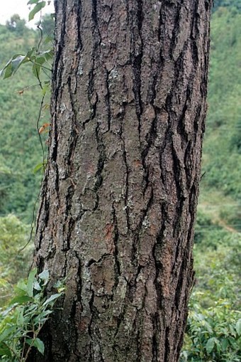 Pinus massoniana