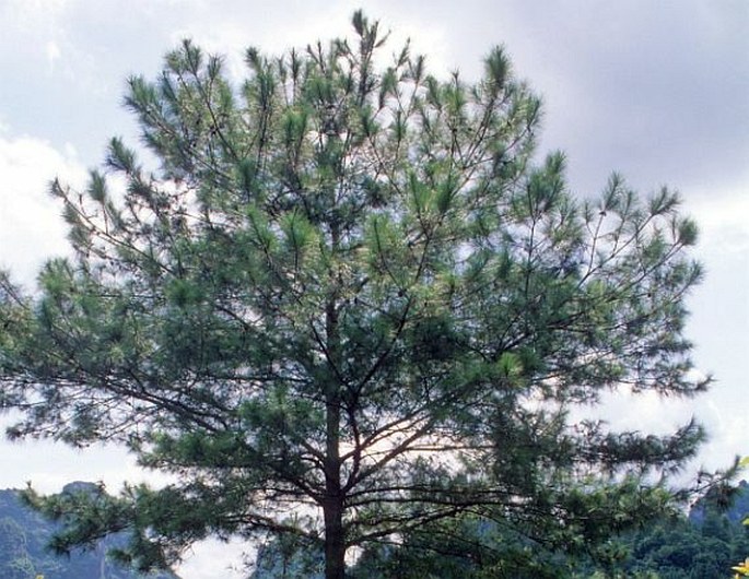 Pinus massoniana