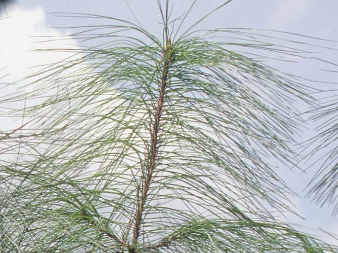 Pinus massoniana