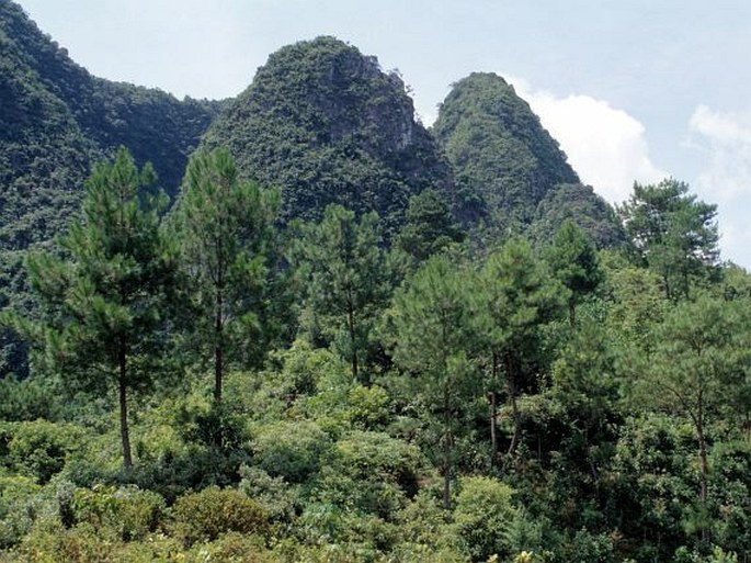 Pinus massoniana