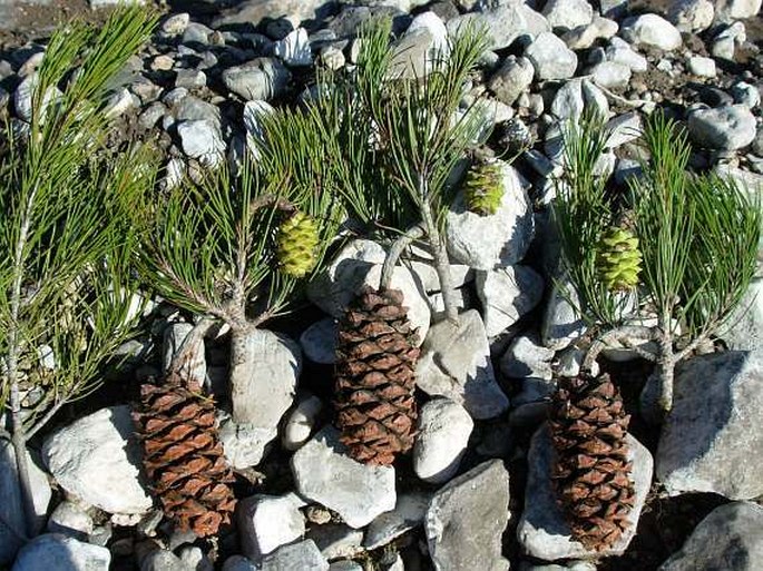 Pinus nelsonii