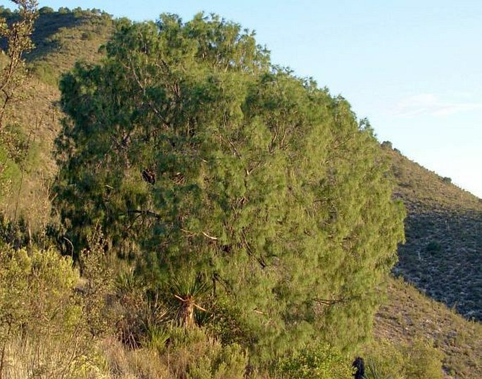 PINUS PINCEANA Gordon – borovice Pinceova / borovica