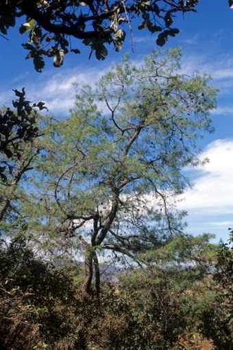 Pinus praetermissa