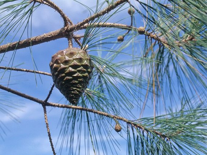 PINUS PRAETERMISSA Styles et McVaugh – borovice přehlížená / borovica