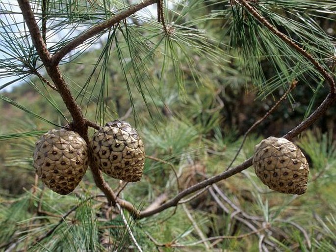 Pinus praetermissa