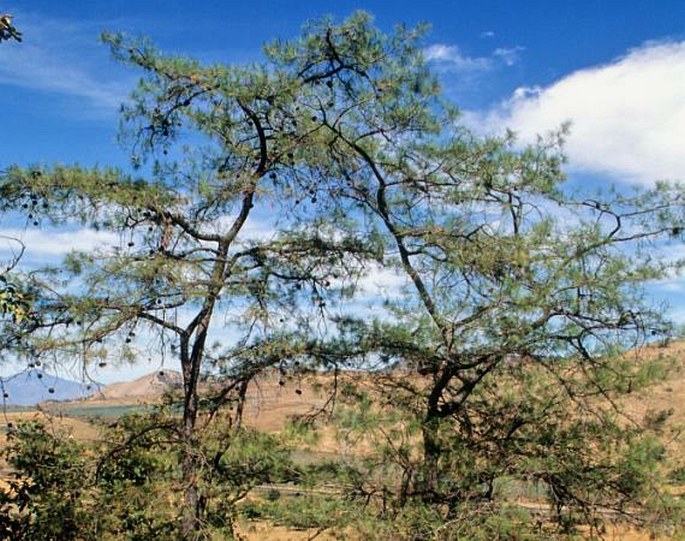 Pinus praetermissa