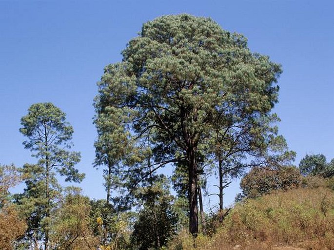 PINUS PSEUDOSTROBUS Lindl. – borovice pavejmutka / borovica