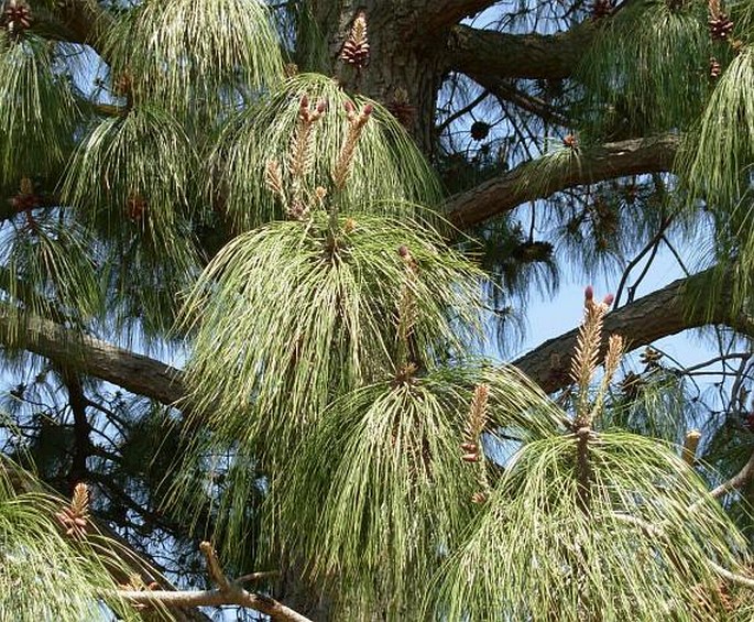 Pinus pseudostrobus