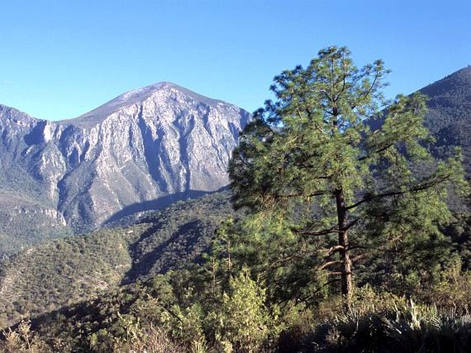 Pinus pseudostrobus