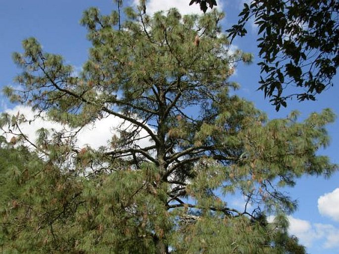 Pinus pseudostrobus