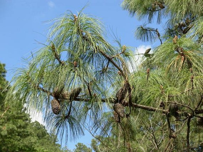 Pinus pseudostrobus