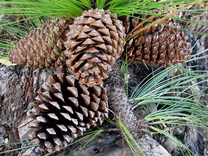 Pinus pseudostrobus