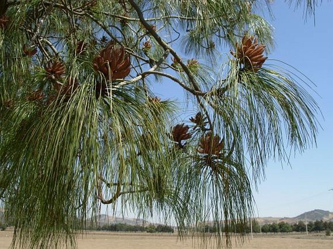 Pinus pseudostrobus