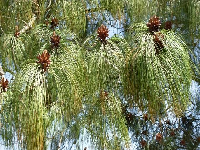 Pinus pseudostrobus