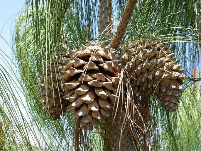 Pinus pseudostrobus