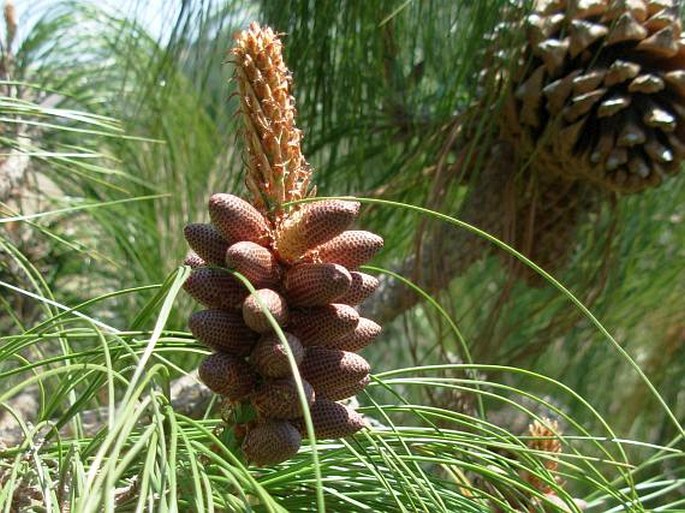 Pinus pseudostrobus