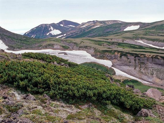 Pinus pumila